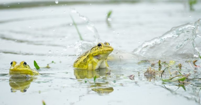 découvrez comment utiliser screaming frog seo pour analyser et optimiser votre site web, améliorer votre référencement naturel et booster votre visibilité en ligne.