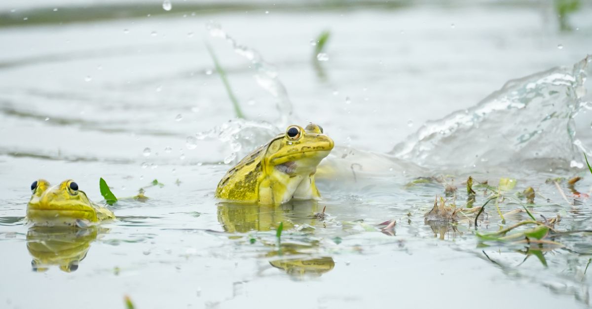 découvrez comment utiliser screaming frog seo pour analyser et optimiser votre site web, améliorer votre référencement naturel et booster votre visibilité en ligne.